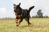 BEAUCERON 504